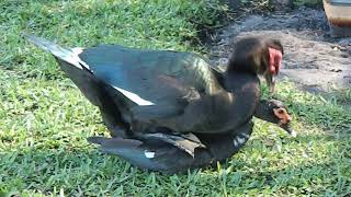 Muscovy ducks mating on land [upl. by Oatis]