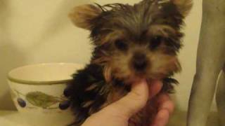 Micro Teacup Yorkie puppy for sale under 2 lbs fully grown quotByronquot [upl. by Zakarias]