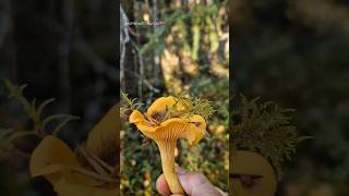 Chanterelles and a Porcini mushrooms borntoforage [upl. by Nednal]