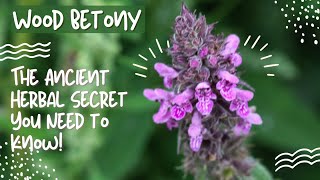 Unveiling Wood Betony The Ancient Herbal Secret You Need to Know [upl. by Asirac689]