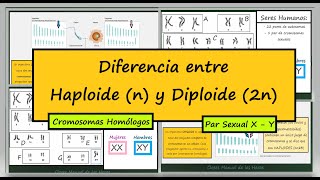 Diferencia entre Haploide y Diploide Dotaciones Cromosómicas Cromosomas Homólogos Biología [upl. by Pappas]