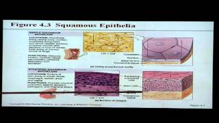 Anatomy and Physiology Help Chapter 4 Tissues [upl. by Aerdua]