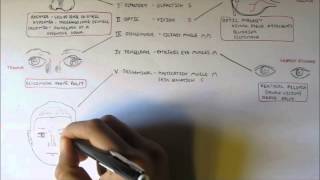 Cranial Nerves  Functions and Disorders [upl. by Eirollam]