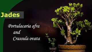 How do you grow Jades  Bonsai from Crassula amp Portulacaria [upl. by Dlanor91]