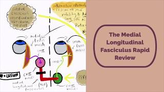 Medial Longitudinal Fasciculus Rapid Review [upl. by Amory]