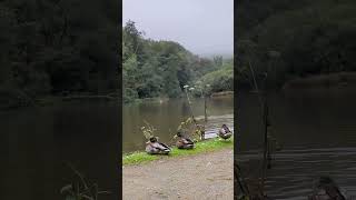 Margam Country Park ❤️ uk travelvlog viralshort ytshorts peace [upl. by Aniv]