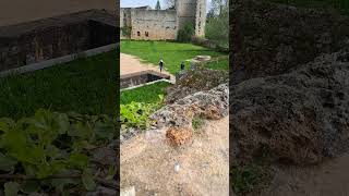 Lizards in the castle part 2 shorts nature cute [upl. by Lurline]