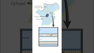 Location of cytochromes pharmacology cytochrome metabolism [upl. by Stormi]