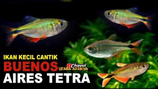 IKAN HIAS AIR TAWAR CANTIK BUENOS AIRES TETRA [upl. by Gnouh]