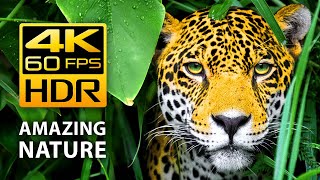 Amazing Colors of Nature in 4K HDR 60fps  Tropical Animals and Relaxing Music [upl. by Repooc]