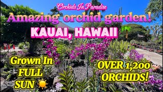 Amazing orchid garden on the island of Kauai 🌴 [upl. by Aisauqal187]