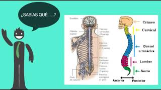 Nervios Espinales  UNIDEP  GRUPO 202  Enfermeria [upl. by Yvad321]
