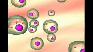 Carcinogenesis The transformation of normal cells to cancer cells [upl. by Nylaras685]