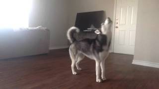 My Husky Sequoia Howling while Home Alone [upl. by Sammy584]