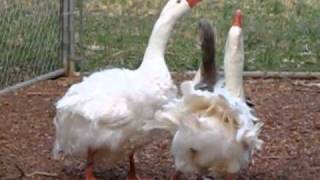 2 Geese Breeding at Saynora Farms [upl. by Ogden]