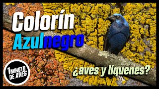 El Colorín Color de Líquen  unminutodeaves No 196 [upl. by Oicneserc904]