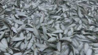 🎣 Captain Jeffs Epic Pilchard Harvest for Snook Bait Extravaganza at Fort Lauderdale Beach 🐟🌊 [upl. by Olenta]