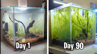 New Fish Tank Setup  Aquarium Decoration Ideas Day 1 to Day 90 [upl. by Aicatsal552]