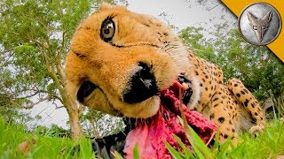 MEATING a Cheetah [upl. by Beeson]