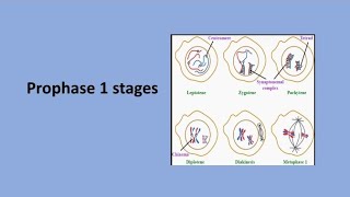 Prophase 1 Stages  Meiosis [upl. by Elok741]