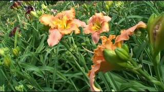 Kinnebrew Daylily Garden [upl. by Goldfinch]