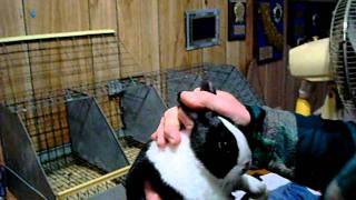 Bob Bergene discusses the varieties and markings points of the Dutch rabbit [upl. by Harrell]