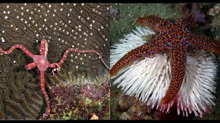 Even in the absence of a brain brittle stars are fully capable of learning [upl. by Venu]