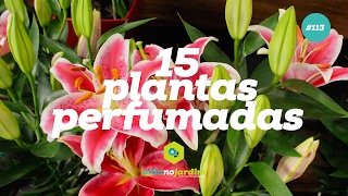 15 plantas perfumadas para jardim [upl. by Fergus588]