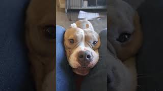 Staffy Puppy Gives American Bully Dog A Heckin Scare 🐶❤️🐶 staffy puppy puppylife [upl. by Bogey]