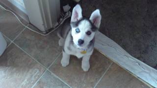 Husky Puppy Talking saying quotI love youquot [upl. by Norga]