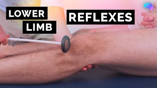 Reflexes of the Lower Limbs  OSCE Clip  UKMLA  CPSA [upl. by Griz451]