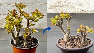 Creating Jade Bonsai  Crassula Ovata Crosbys Dwarf Bonsai  Repotting and Pruning Jade [upl. by Hnoj]