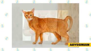 Top 10 Friendliest Cat Breeds [upl. by Varick]