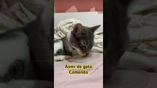 Asmr de gato comendo [upl. by Ennove]