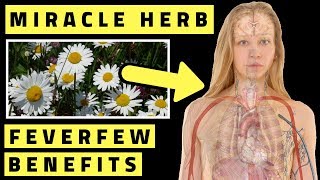 Feverfew Benefits  A Miracle Health Herb [upl. by Benjamin]