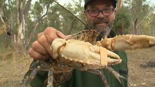 20 years of The Living Murray program in Barmah Forest [upl. by Constance497]