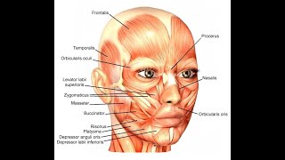 Peculiarities of the Muscles of facial expression [upl. by Ahsenrac]