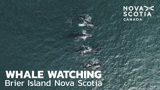 Whale Watching  Brier Island Nova Scotia [upl. by Radmilla]