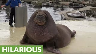 Giant walrus loves to ride down slide into water [upl. by Toy]