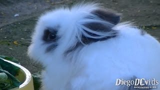 White Rabbit with black ears Lagomorpha Coelho Branco [upl. by Jameson]