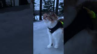 Maine Coon Cats Lakeside Evening Stroll [upl. by Devon]