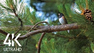 Bird Songs  8 HOURS of Birds Singing in the Forest  Nature Relaxation Video in 4K Ultra HD [upl. by Razatlab]