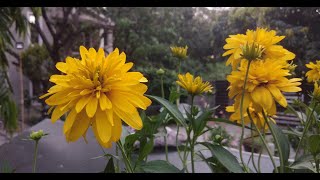 Rudbeckia goldquelle Cutleaf Coneflowergolden glow plant में खिलने वाला एक खूबसूरत फूल [upl. by Ellemrac315]