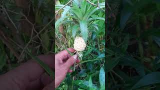 Smallest pine apple I ever seen [upl. by Jamnes]