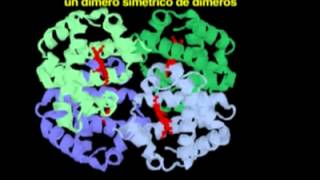 Proteínas oligoméricas Biología molecular [upl. by Elleimac]