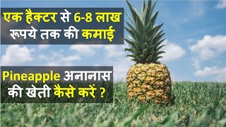 Pineapple अनानास की खेती कैसे करें  Pineapple Farming  Cultivation  Plantation  In India [upl. by Vedi281]