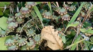 Marchantia  Male Antheridium [upl. by Ornas]