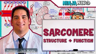 Musculoskeletal System  Sarcomere Structure Actin amp Myosin [upl. by Crain]