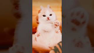 Cute kittens❤️Gettino Adorable💖Милый Котёнок🥰可爱的小猫🐈かわいい子猫 [upl. by Attah7]