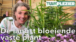 De langst bloeiende vaste plant  campanula  Tuinplezier [upl. by Isobel]